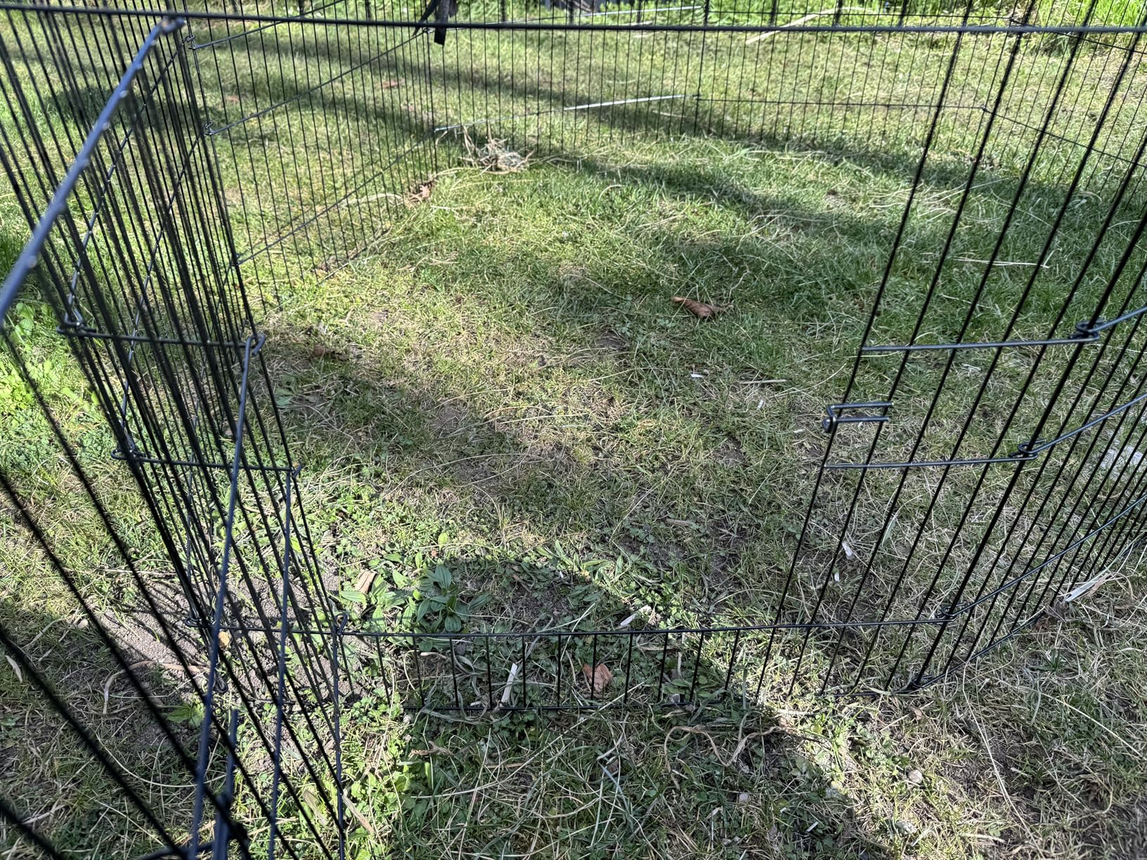 Meerschweinchen lieben es