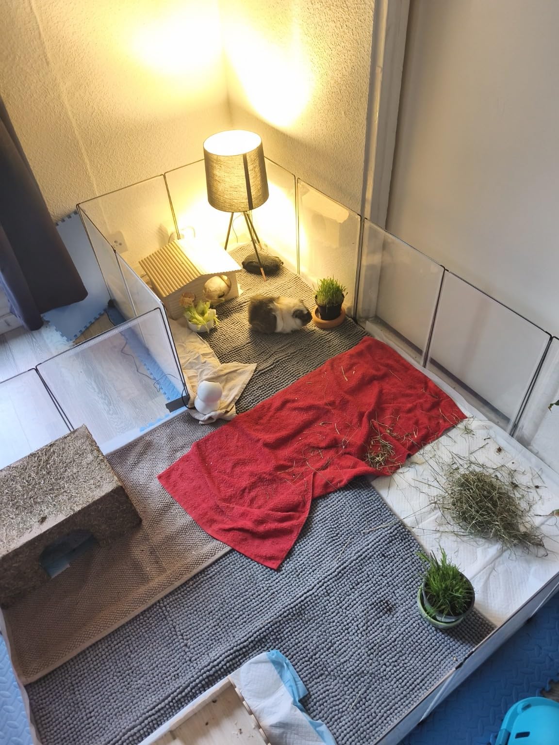 Ideal für unsere Meerschweinchen