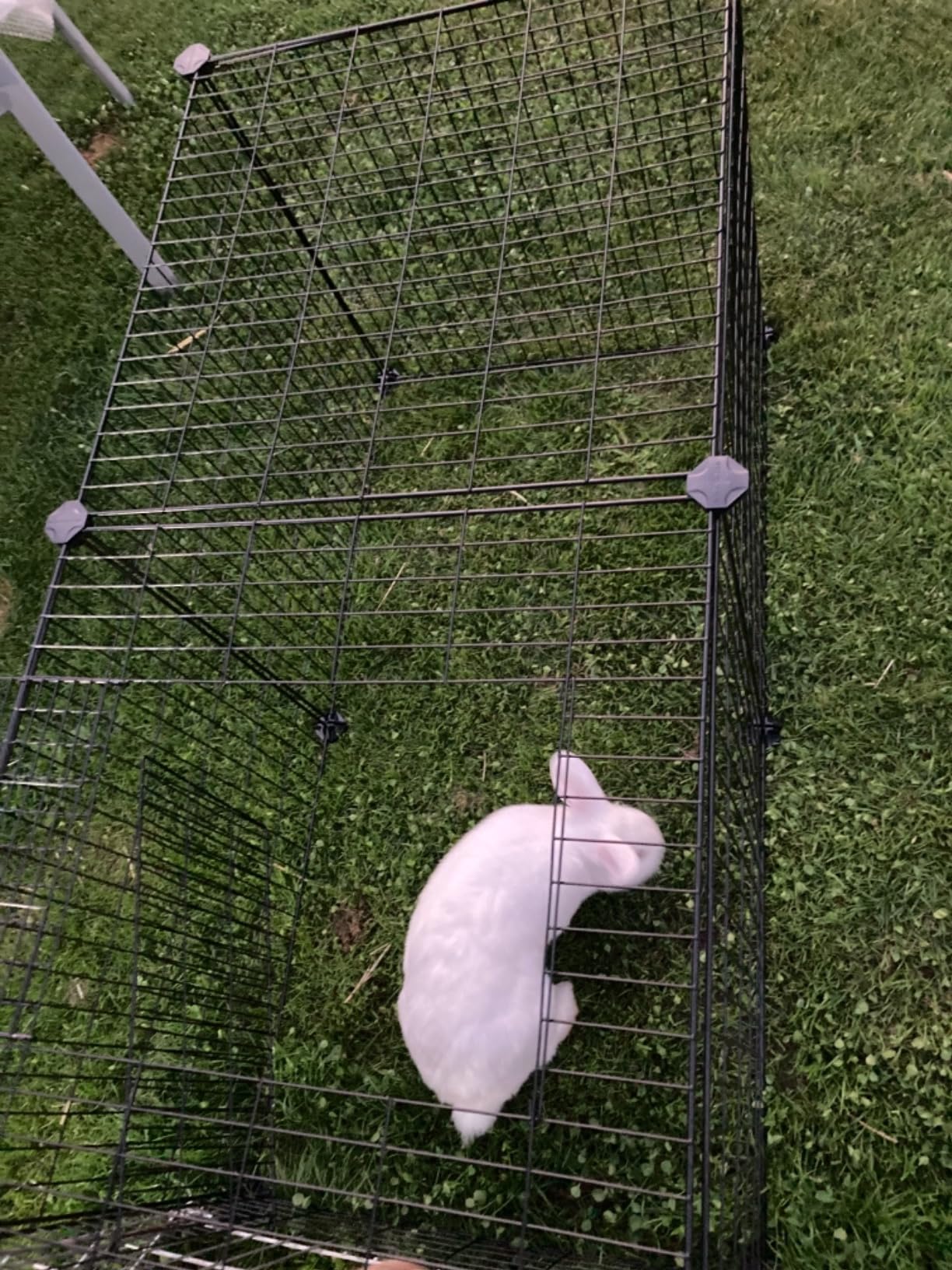Top für Meerschweinchen
