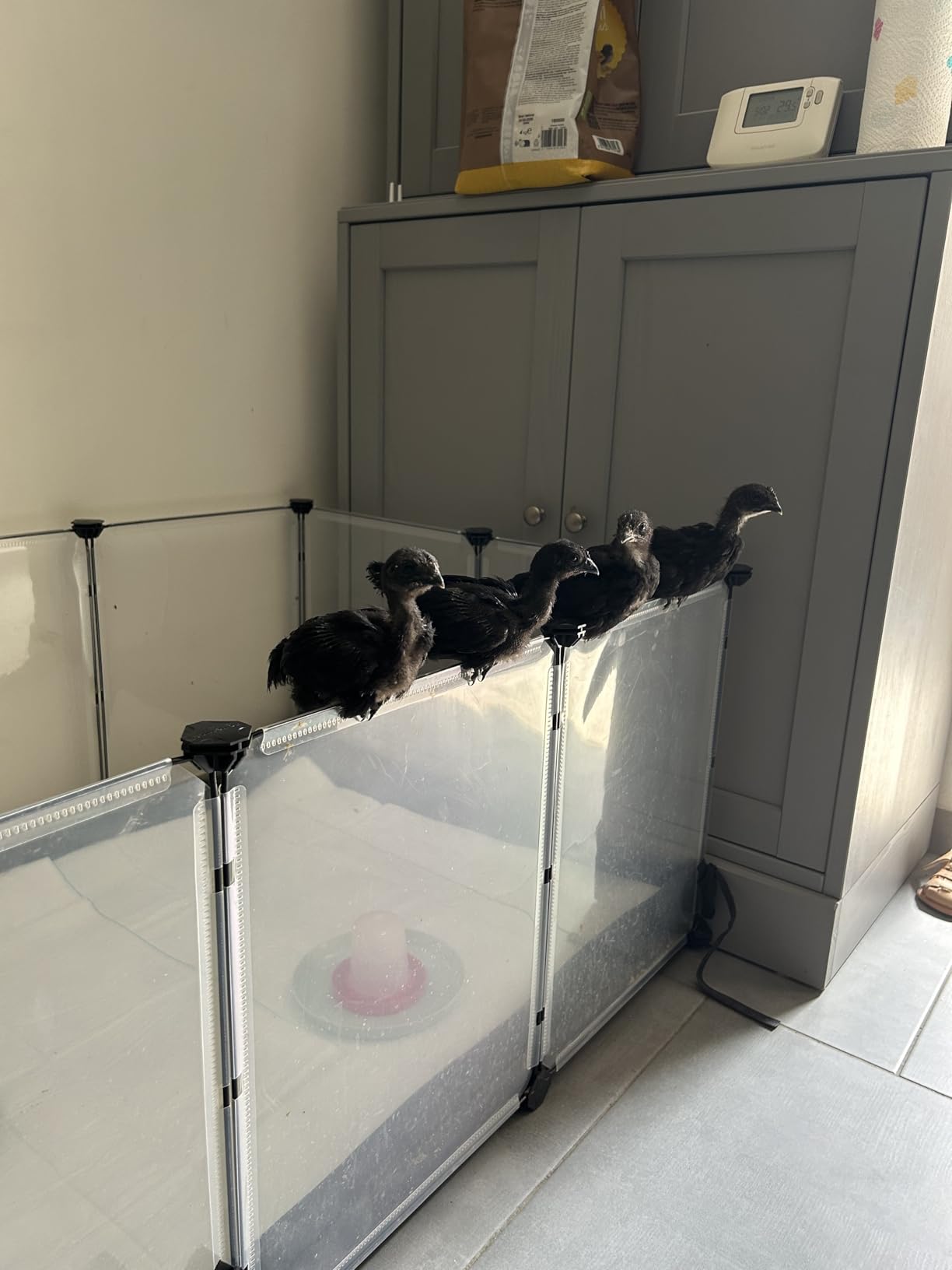 Nicht für stürmische Kaninchen