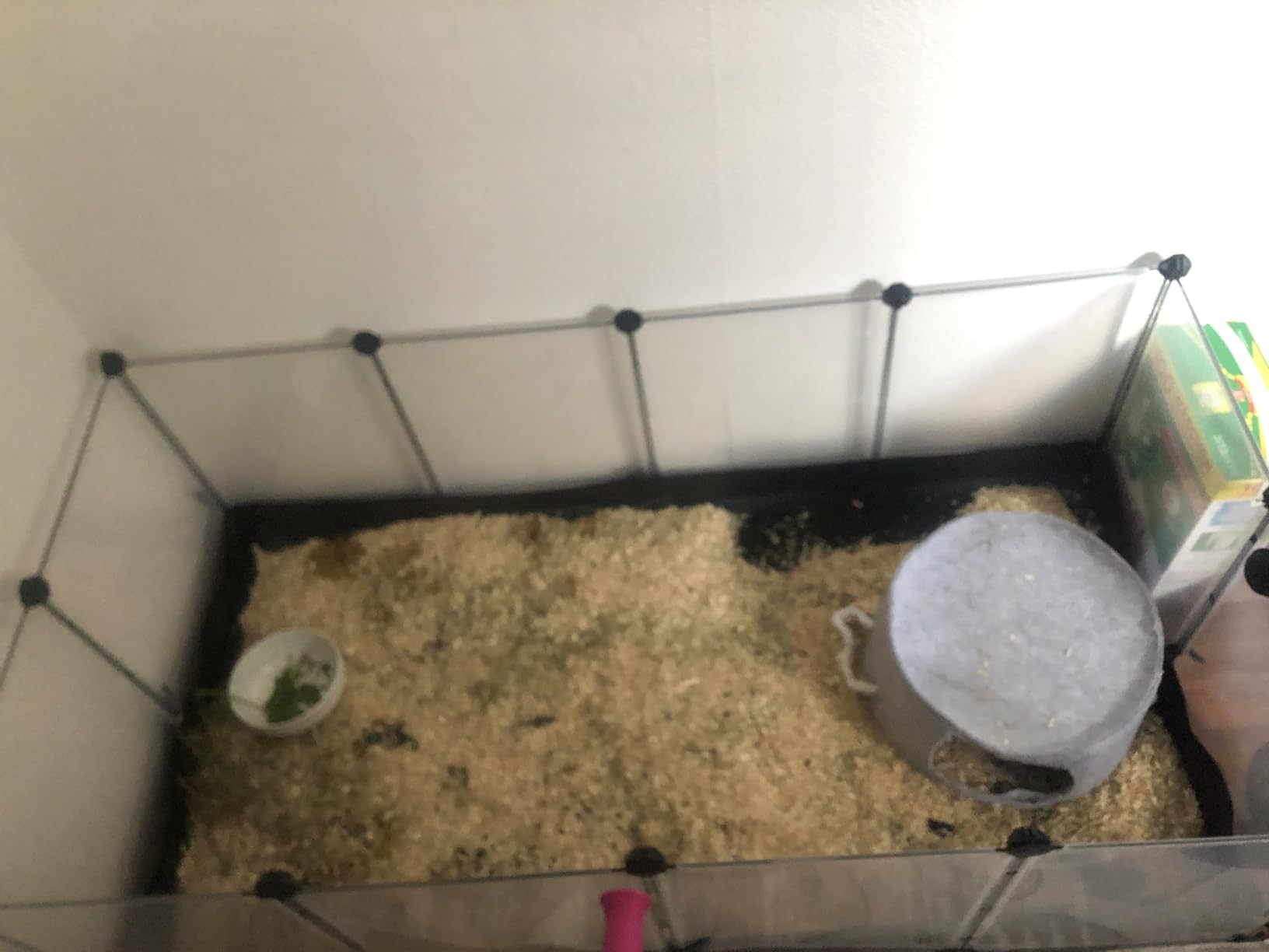 Unsere Meerschweinchen lieben es